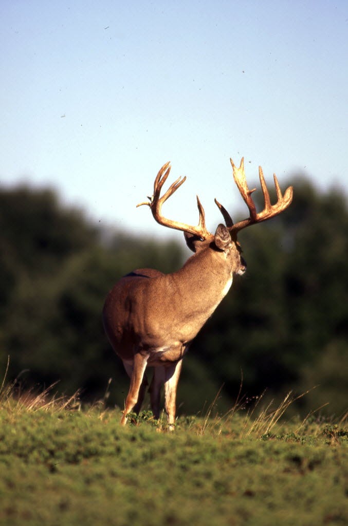 Because of exceptional spring and early summer rain, the odds of a seeing a big buck are higher than usual. Bucks grow their biggest antlers in a good nutrition year. October rains will likely slow daytime deer movement early in the season.
